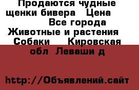 Продаются чудные щенки бивера › Цена ­ 25 000 - Все города Животные и растения » Собаки   . Кировская обл.,Леваши д.